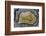 Banded Mexican Agate, Sammamish, WA-Darrell Gulin-Framed Photographic Print