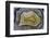 Banded Mexican Agate, Sammamish, WA-Darrell Gulin-Framed Photographic Print