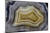 Banded Mexican Agate, Sammamish, WA-Darrell Gulin-Mounted Photographic Print