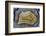 Banded Mexican Agate, Sammamish, WA-Darrell Gulin-Framed Photographic Print