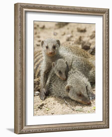 Banded Mongoose and Young, Etosha National Park, Namibia-Tony Heald-Framed Photographic Print