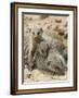 Banded Mongoose and Young, Etosha National Park, Namibia-Tony Heald-Framed Photographic Print