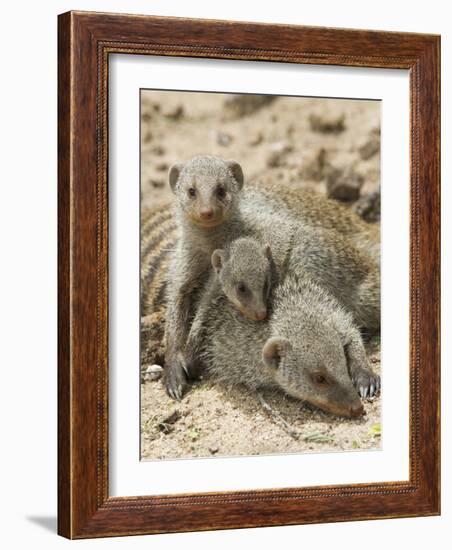 Banded Mongoose and Young, Etosha National Park, Namibia-Tony Heald-Framed Photographic Print