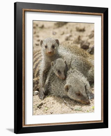 Banded Mongoose and Young, Etosha National Park, Namibia-Tony Heald-Framed Photographic Print