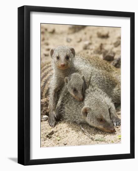 Banded Mongoose and Young, Etosha National Park, Namibia-Tony Heald-Framed Photographic Print