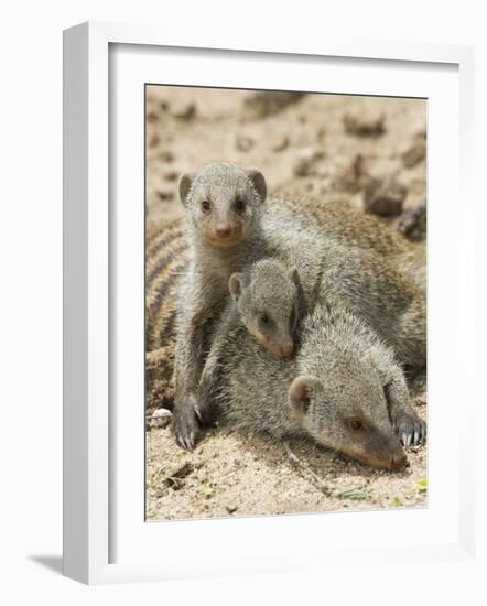 Banded Mongoose and Young, Etosha National Park, Namibia-Tony Heald-Framed Photographic Print