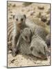 Banded Mongoose and Young, Etosha National Park, Namibia-Tony Heald-Mounted Photographic Print