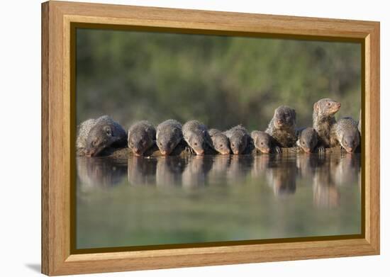Banded Mongoose (Mungos Mungo) Drinking, Zimanga Private Game Reserve, Kwazulu-Natal, South Africa-Ann & Steve Toon-Framed Premier Image Canvas