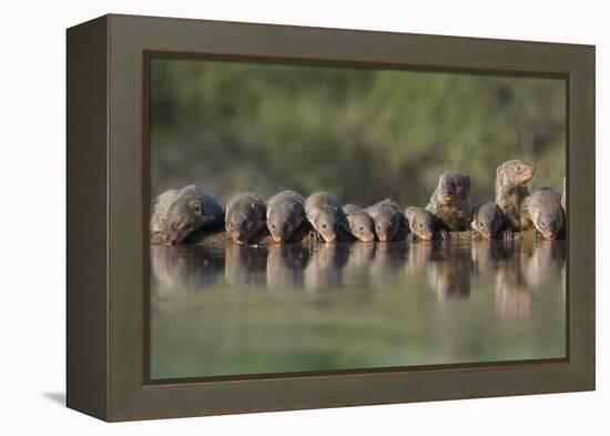 Banded Mongoose (Mungos Mungo) Drinking, Zimanga Private Game Reserve, Kwazulu-Natal, South Africa-Ann & Steve Toon-Framed Premier Image Canvas
