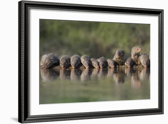 Banded Mongoose (Mungos Mungo) Drinking, Zimanga Private Game Reserve, Kwazulu-Natal, South Africa-Ann & Steve Toon-Framed Photographic Print