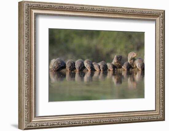 Banded Mongoose (Mungos Mungo) Drinking, Zimanga Private Game Reserve, Kwazulu-Natal, South Africa-Ann & Steve Toon-Framed Photographic Print