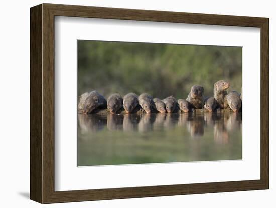 Banded Mongoose (Mungos Mungo) Drinking, Zimanga Private Game Reserve, Kwazulu-Natal, South Africa-Ann & Steve Toon-Framed Photographic Print