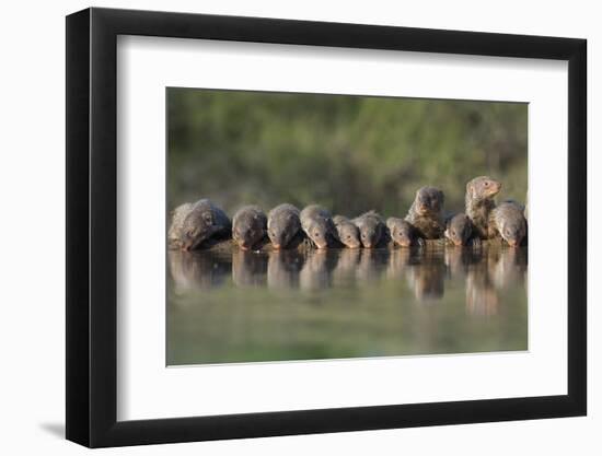 Banded Mongoose (Mungos Mungo) Drinking, Zimanga Private Game Reserve, Kwazulu-Natal, South Africa-Ann & Steve Toon-Framed Photographic Print