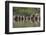 Banded Mongoose (Mungos Mungo) Drinking, Zimanga Private Game Reserve, Kwazulu-Natal, South Africa-Ann & Steve Toon-Framed Photographic Print