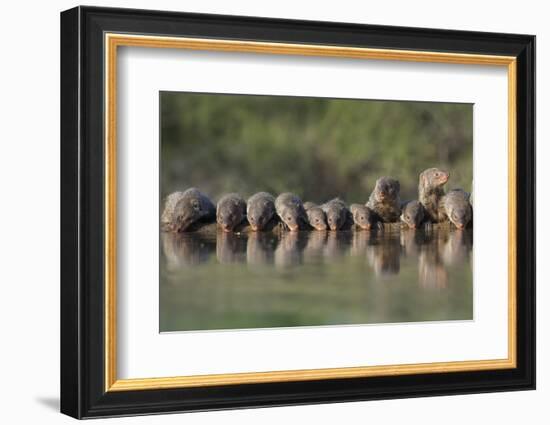 Banded Mongoose (Mungos Mungo) Drinking, Zimanga Private Game Reserve, Kwazulu-Natal, South Africa-Ann & Steve Toon-Framed Photographic Print