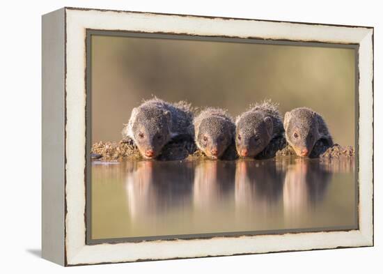 Banded Mongoose (Mungos Mungo) Drinking-Ann & Steve Toon-Framed Premier Image Canvas