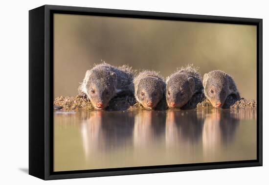 Banded Mongoose (Mungos Mungo) Drinking-Ann & Steve Toon-Framed Premier Image Canvas