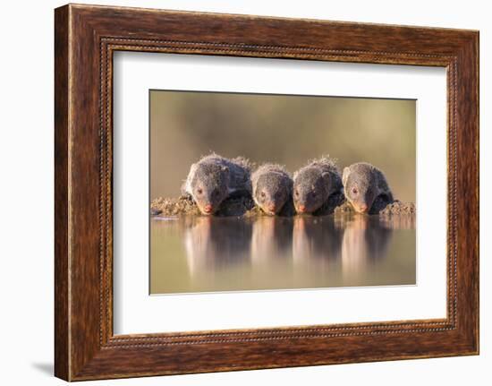 Banded Mongoose (Mungos Mungo) Drinking-Ann & Steve Toon-Framed Photographic Print