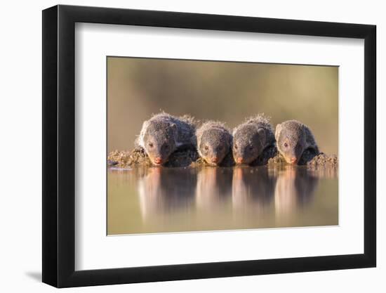 Banded Mongoose (Mungos Mungo) Drinking-Ann & Steve Toon-Framed Photographic Print