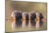 Banded Mongoose (Mungos Mungo) Drinking-Ann & Steve Toon-Mounted Photographic Print