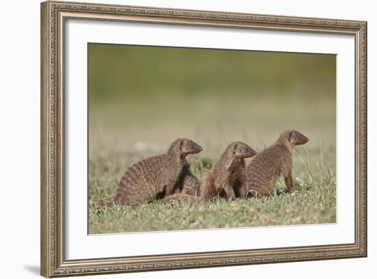 Banded Mongoose (Mungos Mungo), Serengeti National Park, Tanzania, East Africa, Africa-James Hager-Framed Photographic Print