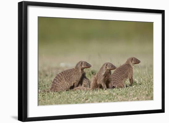 Banded Mongoose (Mungos Mungo), Serengeti National Park, Tanzania, East Africa, Africa-James Hager-Framed Photographic Print