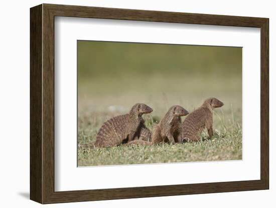 Banded Mongoose (Mungos Mungo), Serengeti National Park, Tanzania, East Africa, Africa-James Hager-Framed Photographic Print