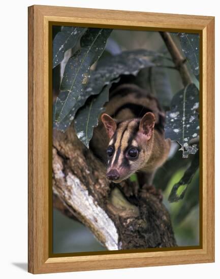 Banded Palm Civet, Malaysia-Gavriel Jecan-Framed Premier Image Canvas