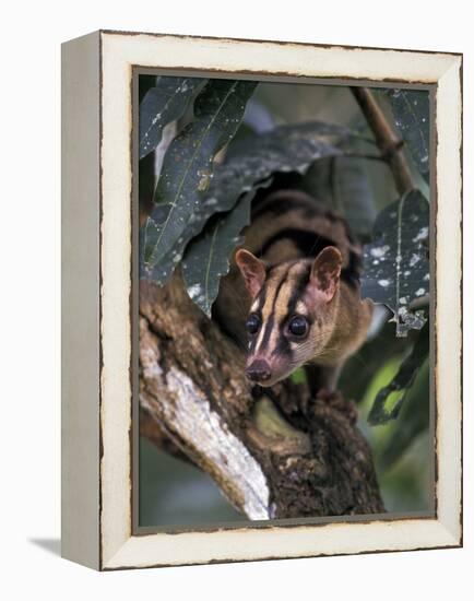 Banded Palm Civet, Malaysia-Gavriel Jecan-Framed Premier Image Canvas