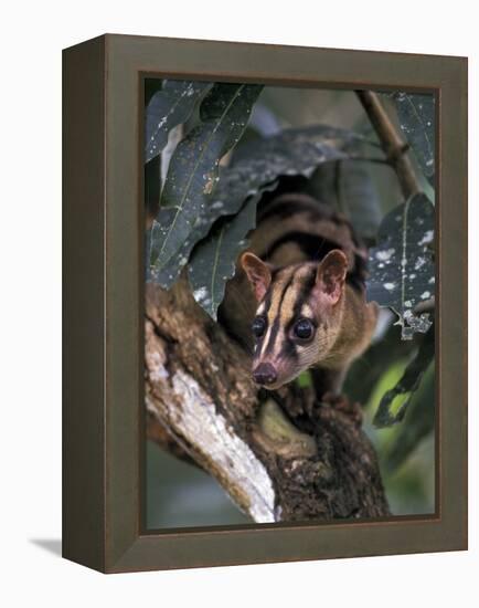 Banded Palm Civet, Malaysia-Gavriel Jecan-Framed Premier Image Canvas