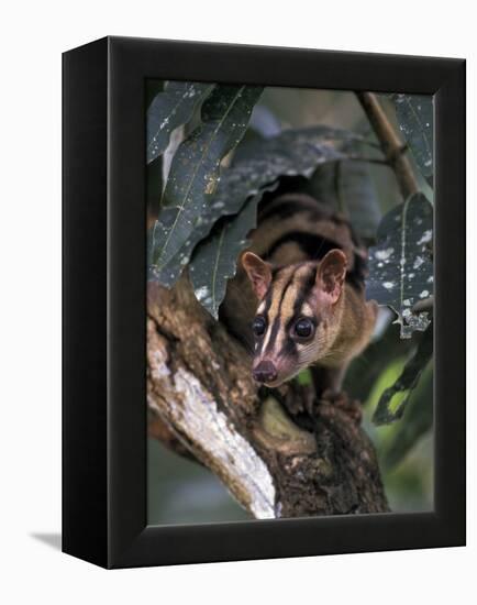 Banded Palm Civet, Malaysia-Gavriel Jecan-Framed Premier Image Canvas