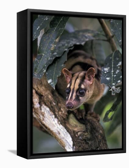 Banded Palm Civet, Malaysia-Gavriel Jecan-Framed Premier Image Canvas