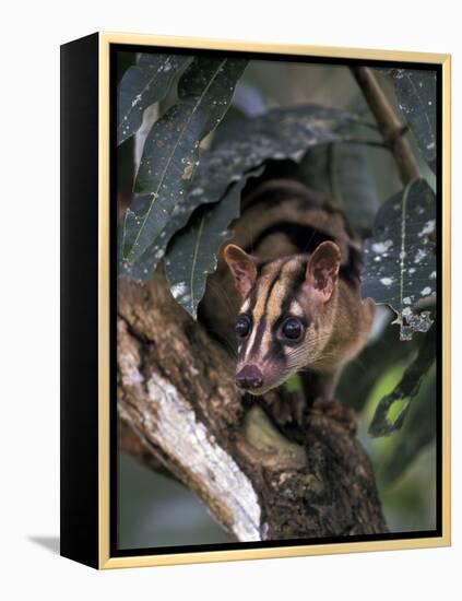 Banded Palm Civet, Malaysia-Gavriel Jecan-Framed Premier Image Canvas