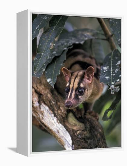 Banded Palm Civet, Malaysia-Gavriel Jecan-Framed Premier Image Canvas