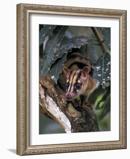 Banded Palm Civet, Malaysia-Gavriel Jecan-Framed Photographic Print