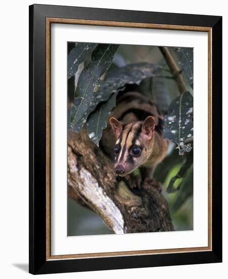 Banded Palm Civet, Malaysia-Gavriel Jecan-Framed Photographic Print