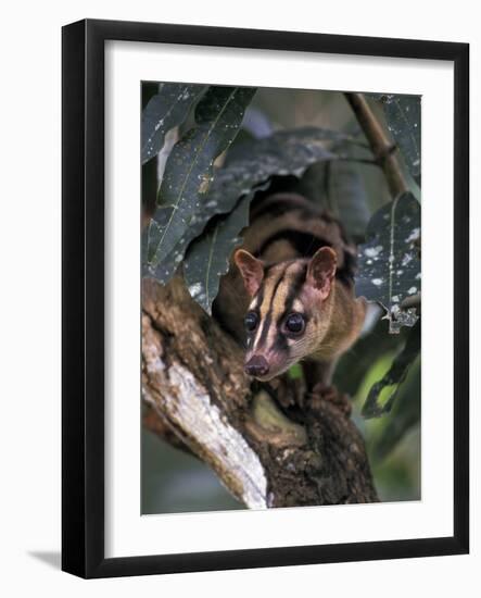 Banded Palm Civet, Malaysia-Gavriel Jecan-Framed Photographic Print