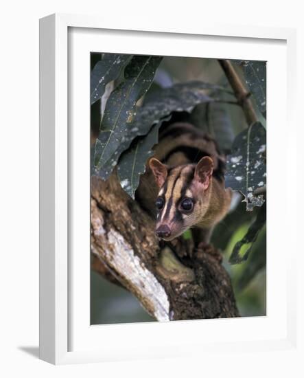 Banded Palm Civet, Malaysia-Gavriel Jecan-Framed Photographic Print