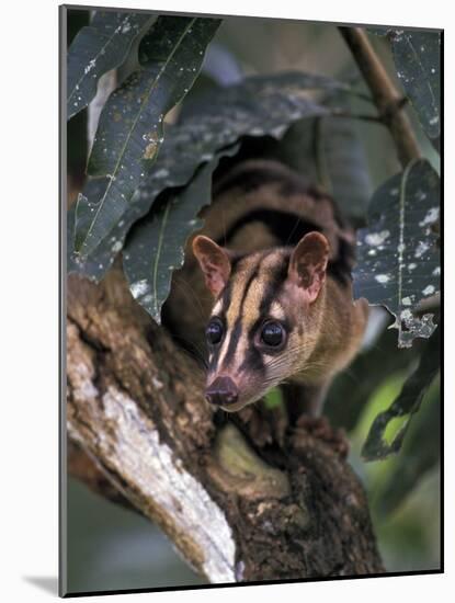Banded Palm Civet, Malaysia-Gavriel Jecan-Mounted Photographic Print