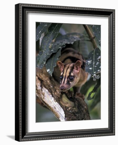 Banded Palm Civet, Malaysia-Gavriel Jecan-Framed Photographic Print