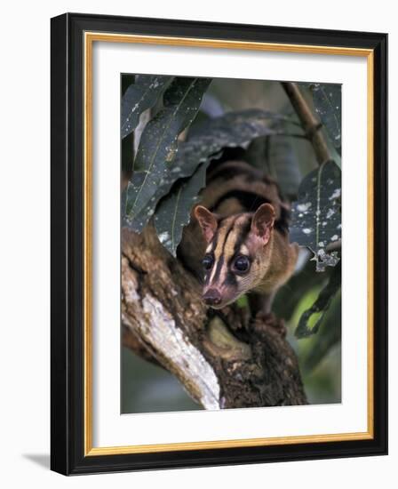 Banded Palm Civet, Malaysia-Gavriel Jecan-Framed Photographic Print