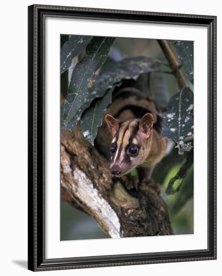 Banded Palm Civet, Malaysia-Gavriel Jecan-Framed Photographic Print