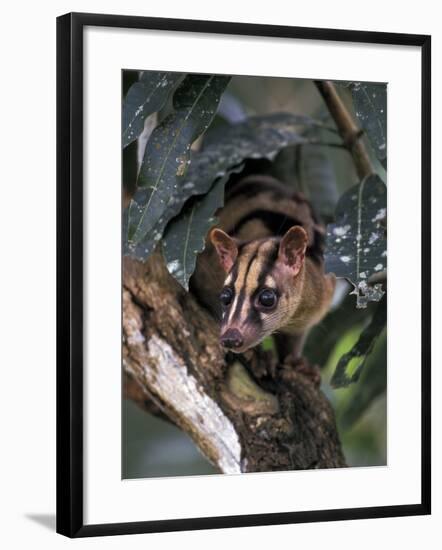 Banded Palm Civet, Malaysia-Gavriel Jecan-Framed Photographic Print