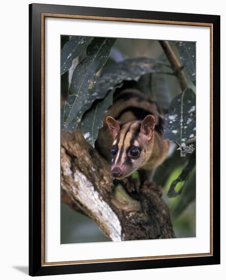 Banded Palm Civet, Malaysia-Gavriel Jecan-Framed Photographic Print