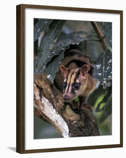 Banded Palm Civet, Malaysia-Gavriel Jecan-Framed Photographic Print