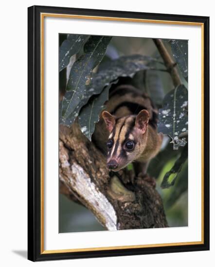 Banded Palm Civet, Malaysia-Gavriel Jecan-Framed Photographic Print