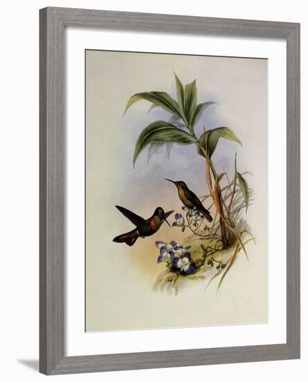 Banded Ruby, Clytol?ma Aurescens-John Gould-Framed Giclee Print