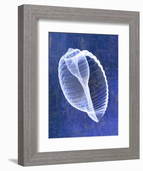 Banded Tun Shell (indigo)-Bert Myers-Framed Art Print