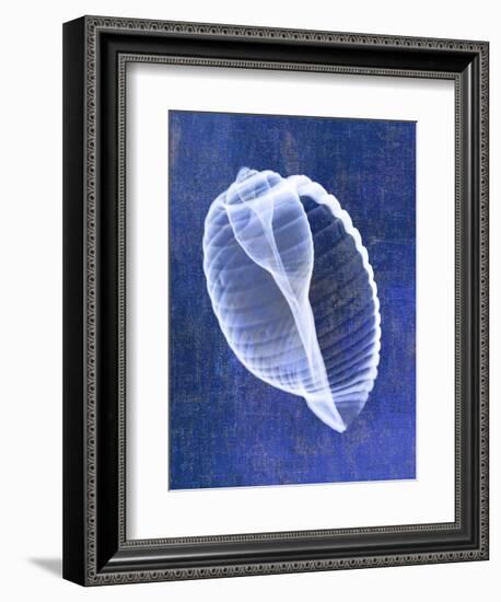 Banded Tun Shell (indigo)-Bert Myers-Framed Art Print