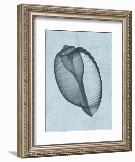 Banded Tun Shell (light blue)-Bert Myers-Framed Art Print